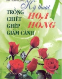 Kỹ thuật trồng chiết ghép giâm cành Hoa hồng