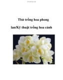 Thử trồng hoa phong lan/Kỹ thuật trồng hoa cảnh