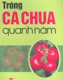 Trồng cà chua quanh năm