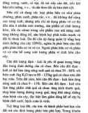 Kỹ thuật trồng cà chua quanh năm part 7