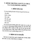 Kỹ thuật trồng cà chua quanh năm part 4