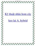 Kỹ thuật nhân hom cây keo lai A. hybrid