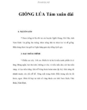 GIỐNG LÚA Tám xuân đài