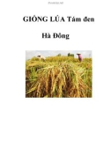 GIỐNG LÚA Tám đen Hà Đông