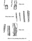 Kỹ thuật trồng cây ăn quả hiệu quả kinh tế cao tập 1 part 3