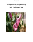 Trồng và nhân giống hoa hồng môn (Anthurium spp)