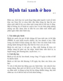 Bệnh tai xanh ở heo