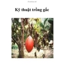 Kỹ thuật trồng gấc