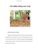 Cây nhãn xuồng cơm vàng