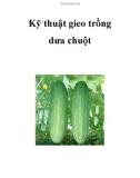 Kỹ thuật gieo trồng dưa chuột