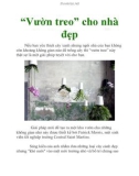 “Vườn treo” cho nhà đẹp