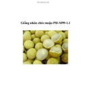 Giống nhãn chín muộn PH-M99-1.1