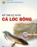 Hướng dẫn kỹ thuật nuôi cá lóc bông