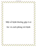 Một số bệnh thường gặp ở cá lóc và cách phòng trừ bệnh