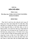 Kỹ thuật trồng nấm chữa bệnh và nấm ăn hàng ngày: Phần 2