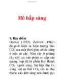 Hô hấp sáng