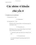 Vi sinh vật - Các nhóm vi khuẩn chủ yếu 4