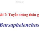 Tuyến trùng thân gỗ Bursaphelenchus