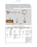 DNA plasmid