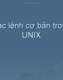 Các lệnh cơ bản trong UNIX