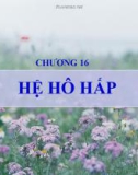 Bài giảng Sinh học đại cương - Chương 16: Hệ hô hấp