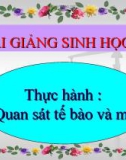 Bài giảng Sinh học 8 bài 5: Thực hành quan sát tế bào và mô