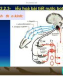 Bài giảng đại cương sinh lý tiêu hóa part 4