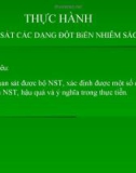 Bài giảng Sinh học 12 bài 7: Thực hành quan sát các dạng đột biến số lượng nhiễm sắc thể