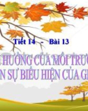 Bài giảng Sinh học 12 bài 13: Ảnh hưởng của môi trường lên sự biểu hiện của gen