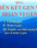 Bài giảng Sinh học 12 bài 11: Liên kết gen và hoán vị gen