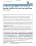 báo cáo khoa học: Functional analysis of B and C class floral organ genes in spinach demonstrates their role in sexual dimorphism