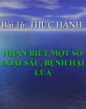 Bài giảng Công nghệ 10 bài 16: Thực hành - Nhận biết một số loại sâu bệnh hại cây lúa