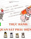 Bài giảng Công nghệ 10 bài 11: Thực hành - Quan sát phẫu diện đất