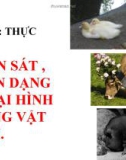 Bài giảng Công nghệ 10 bài 24: Thực hành - Quan sát nhận dạng ngoại hình giống vật nuôi