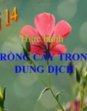 Bài giảng Công nghệ 10 bài 14: Thực hành - Trồng cây trong dung dịch