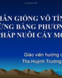 Nhân giống vô tính gừng bằng phương pháp nuôi cấy mô