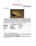 NGỘ ĐỘC ĐỘC TỐ CỦA CÓC (TOAD VENOM POISONING)