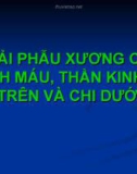 Bài giảng Giải phẫu xương cơ, mạch máu, thần kinh chi trên và chi dưới