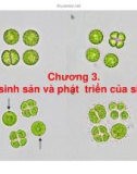 Bài giảng Sinh học đại cương: Chương 3 - Dương Thu Hương