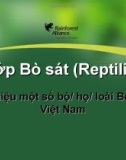 Lớp bò sát (Reptilia)