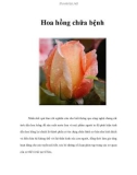 Hoa hồng chữa bệnh