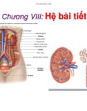 Bài giảng Sinh học động vật - Chương 8: Hệ bài tiết