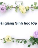 Bài giảng Sinh học lớp 8 bài 29: Hấp thụ chất dinh dưỡng và thải phân