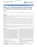 Báo cáo khoa học: Effects of a single intraperitoneal administration of cadmium on femoral bone structure in male rats