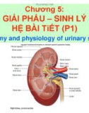 Bài giảng Giải phẩu - sinh lý hệ bài tiết (P1)