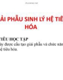 Bài giảng Giải phẫu sinh lý hệ tiêu hóa