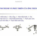 Đại cương về Mô và Phôi : SỰ HÌNH THÀNH VÀ PHÁT TRIỂN CỦA ỐNG THẦN KINH part 1