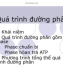 Quá trình đường phân