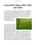 Green Dust Algae (GDA) (Rêu bụi xanh)