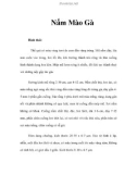 Nấm Mào Gà